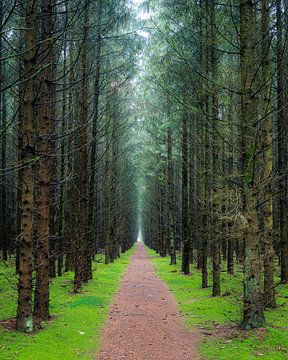 Waldweg durch einen Kiefernwald | Utrechtse Heuvelrug, Niederlande von Sjaak den Breeje