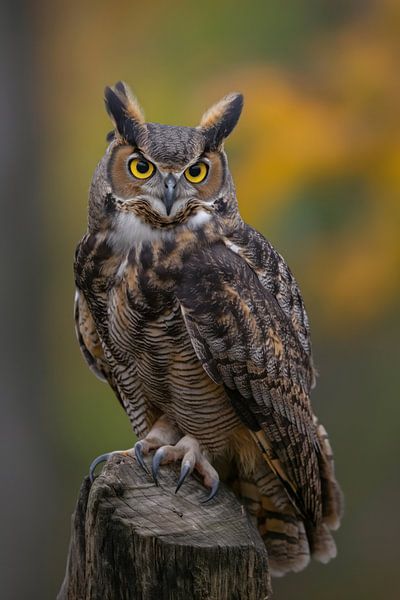 Hibou assis sur un tronc d'arbre sur fond flou par Monique Leenaerts