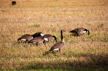 Wild geese on agricultural land