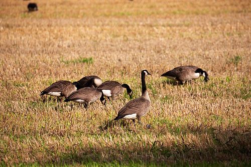 Wilde ganzen op landbouwgrond