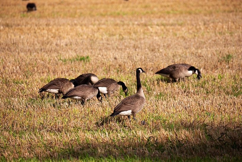 Oies sauvages sur une surface agricole par Bianca Meyering Fotos - BMF