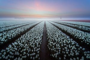 Tulpen in Holland von Roy Poots