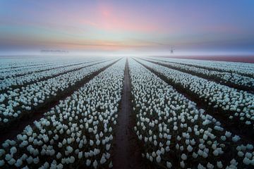 Tulpen in Nederland van Roy Poots