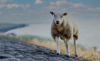 Un mouton au bord de la mer par Digitale Schilderijen Aperçu