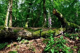Ein Wald mit Fingerhut von Gerard de Zwaan