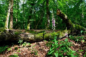 Ein Wald mit Fingerhut