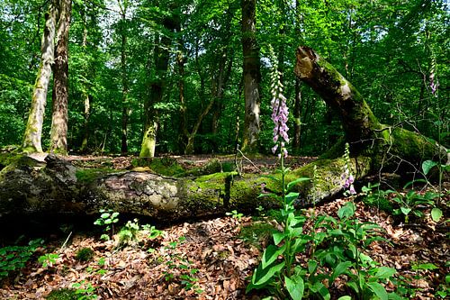 Une forêt où pousse la digitale