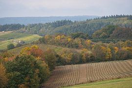 In den Wäldern des Saarlandes bieten sich im Herbst ein besonderes Bild: Wiesen und Einzelbäume.