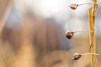 Fertility and promise in nature
