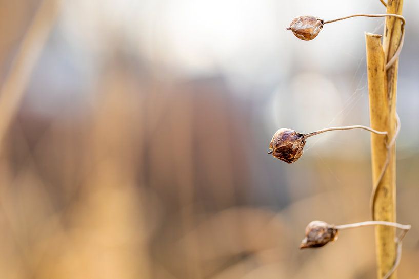 Belofte van vruchtbare natuur van Sia Windig