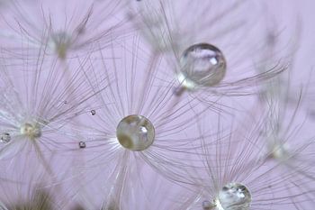 Waterdruppels op uitgebloeide paardenbloem