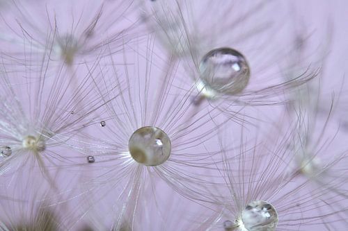 Waterdruppels op uitgebloeide paardenbloem