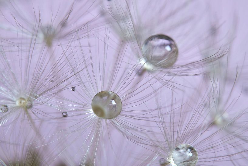 Wassertropfen auf einem toten Löwenzahn von Ad Jekel