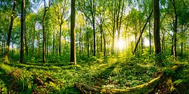 Sunrise in the forest by Günter Albers