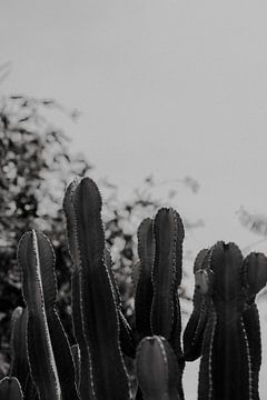 Detailfoto van een cactus inIbiza  zwartwit