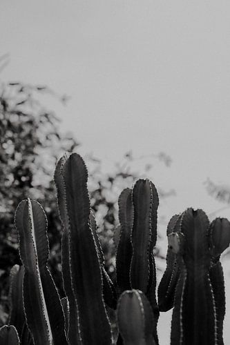 Detail photo of a cactus inIbiza black and white