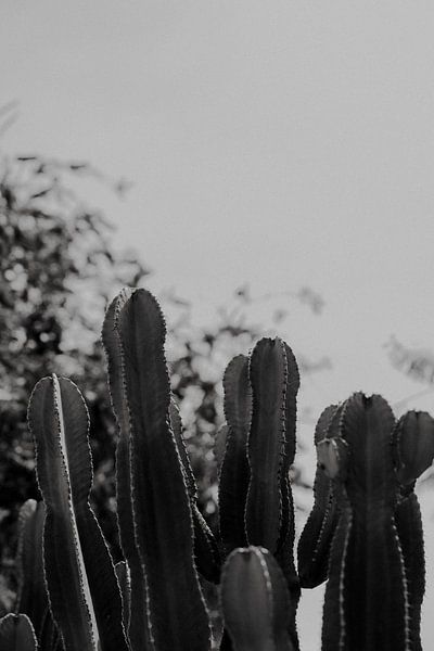 Detailaufnahme eines Kaktus in Ibiza schwarz-weiß von Manon Visser