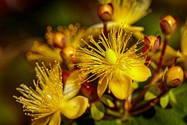 Heu vom Hirsch von Rob Boon