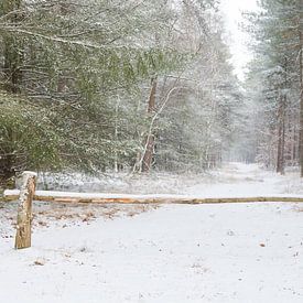 Winters forest by Peter van Rooij