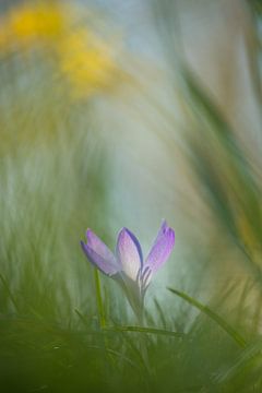 Frühlingsgefühle: Krokus im Gras von Moetwil en van Dijk - Fotografie