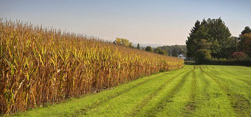Maïsveld met huis en weide