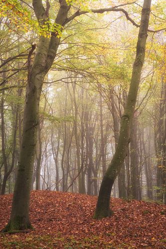 Charmante oude bomen in de mist