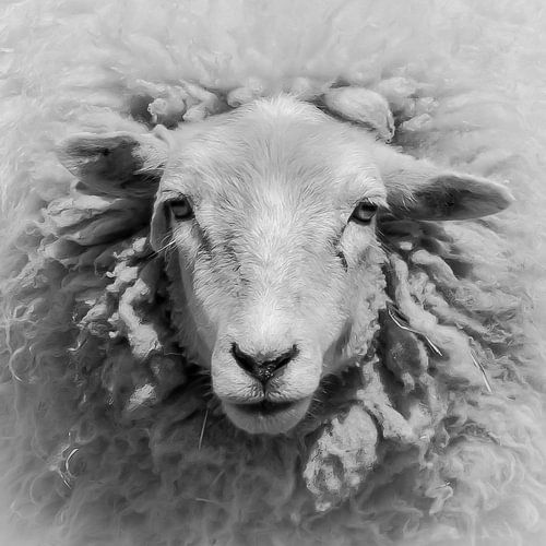 De koningin van de dijk