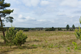 Landschaft mit Kiefernbaum von Brian Bonckaert Fotografie
