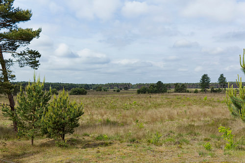 Landschap met dennenboom