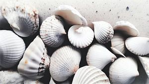 Shells By The Sea von Treechild
