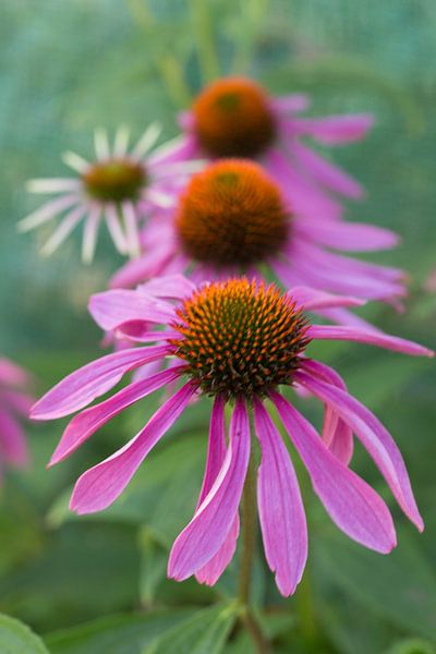 Echinae by Chantal Cornet