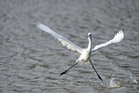 Little blue heron (Egretta caerulea) with open wings at Bullenbaai Curaçao.