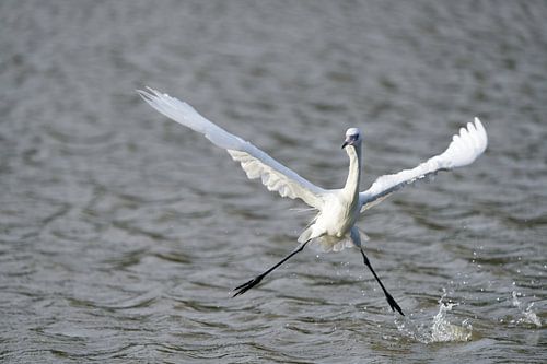 Kleine blauwe reiger (Egretta caerulea) met open vleugels bij Bullenbaai Curaçao.