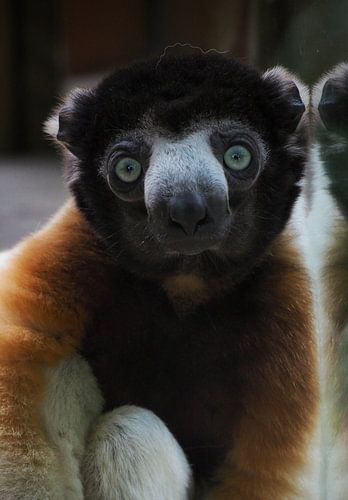 Les yeux bleus du sifaka'