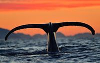 Nature at its finest! - Diving humpback whale during a beautiful winter day by Koen Hoekemeijer thumbnail