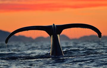 La nature dans toute sa splendeur ! - Plongée d'une baleine à bosse lors d'une belle journée d'hiver sur Koen Hoekemeijer