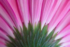 Betrachten Sie es von der positiven Seite! von Monique van Helden