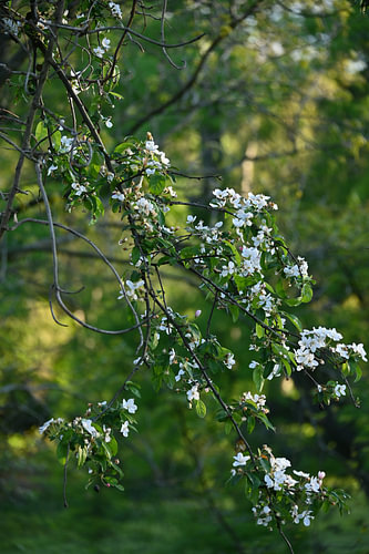 Beauté lumineuse