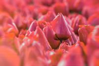 Red tulip