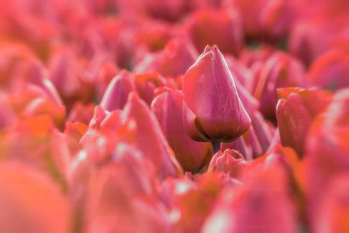 Tulipe rouge