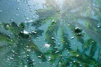 BUBBLES & PALMS