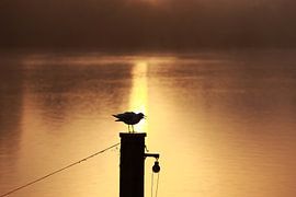 Möwe auf Pfahl by Jana Behr