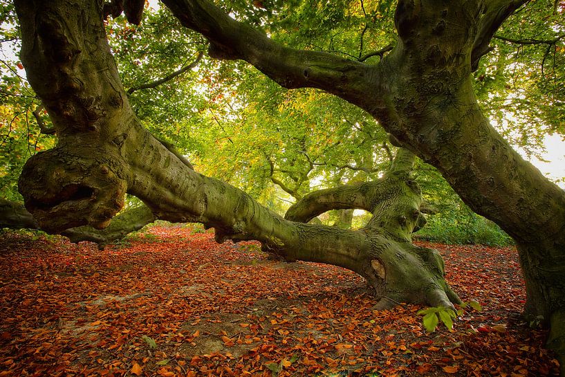 Der verhexte Baum | De behekste boom von Dieter Ludorf