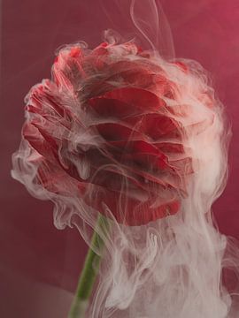 Loving red: Embraced by white smoke by Marjolijn van den Berg