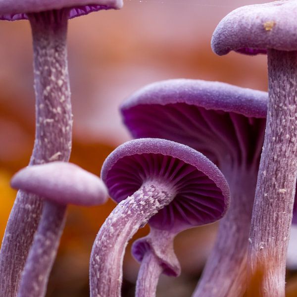 Amethyst Pilze von Emajeur Fotografie