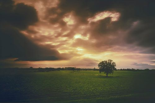 Arbre majestueux dans un vaste paysage de prairies au coucher du soleil