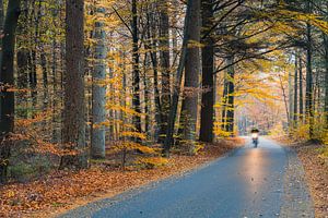 Route à travers une forêt d'automne avec circulation