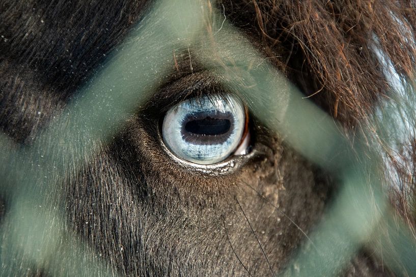 Through the eye of a pony by Michael van Eijk