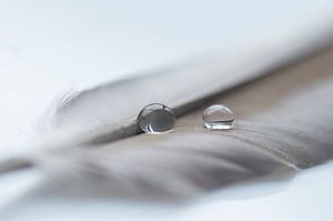 Tranquillité ( Image tranquillisante d'une plume avec des gouttes brillantes)