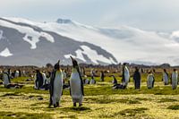 King penguin couple in South Georgia
